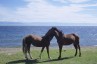 Horses posing in from of Lake Baikal